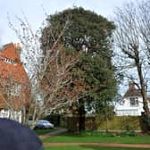 The evergreen oak has stood outside for more than 100 years and, according to Keith Clarke, ‘it will take many years to recover’ from pollarding – ‘if indeed it ever does’. Photo: SR staff / SR24032601 / National World