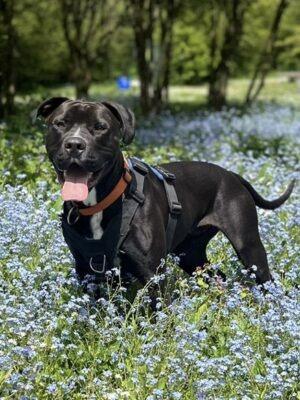 Mac is a friendly, exuberant boy who is still very much a pup, the RSPCA said. He is a big boy who weighs around 34kg and just wants to be loved, but sometimes he doesn’t realise how big and strong he can be! He responds well to praise, physical contact and treats, and is 'terrified' of loud noises, especially raised voices. He needs patient, kind owners who can commit to continuing his training as he is eager to learn. He loves to play and would happily spend hours in a garden playing with toys. Mac also loves to find a sunny spot to sunbathe in and will snuggle up with his people on the sofa in the evening. He enjoys puzzles and would like his family to create interesting enrichment for him. He will need to be the only pet in the home, ideally without noisy canine neighbours. Mac will also need housetraining and his own, secure garden, as well as owners experienced with large breed dogs.