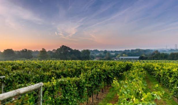 With a rich history dating back to 1972, Bolney produces a diverse range of wines and offers vineyard tours and tastings