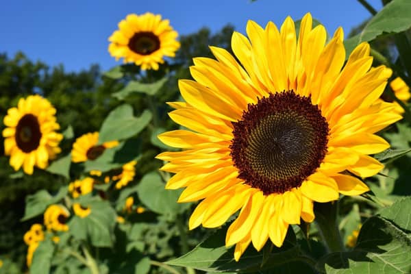 Bignor's Sunflower Maze and Picking Field is open
