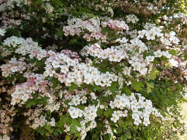May Blossom in the South Downs National Park at Castle Hill Nature Reserve on June 5, 2023