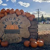 A popular pumpkin patch in Rogate has returned, with visitors invited to pick pumpkins and explore a range of autumn-themed activities.