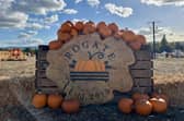 A popular pumpkin patch in Rogate has returned, with visitors invited to pick pumpkins and explore a range of autumn-themed activities.