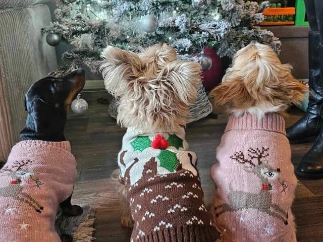 Bexhill resident Tanya Elford's pooches showing off their Christmas jumpers!