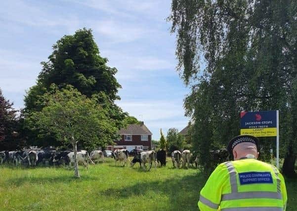 Chichester Police arrive to deal with the stray herd