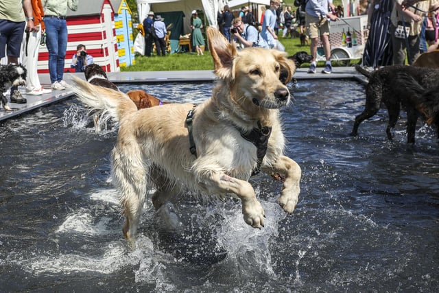 A very happy pup called Jago splashes around in Fido’s Lido. Photo: Kieran Cleeves, PA
