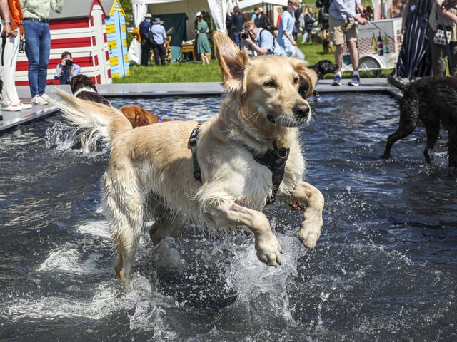 A very happy pup called Jago splashes around in Fido’s Lido. Photo: Kieran Cleeves, PA