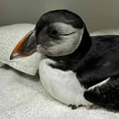 The puffin receiving lifesaving care. Photo: East Sussex WRAS