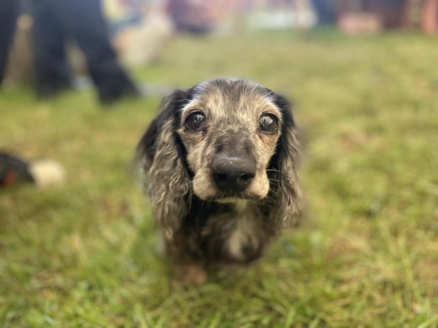 The author's adorable dog Barney