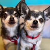 Midnight and Guinness- Chihuahua- Brighton Animal Centre