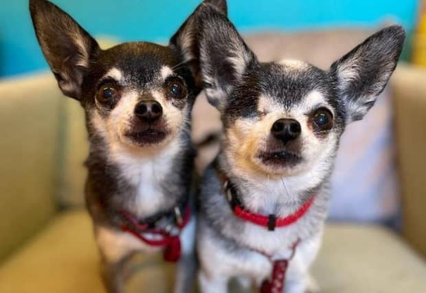 Midnight and Guinness- Chihuahua- Brighton Animal Centre