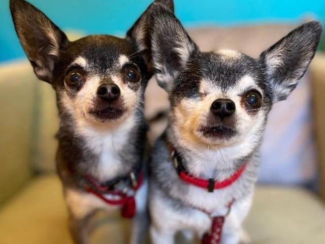 Midnight and Guinness- Chihuahua- Brighton Animal Centre