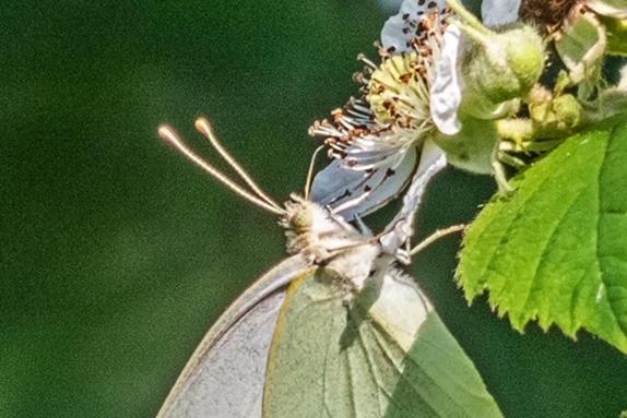 Wildlife in Combe Valley Country Park