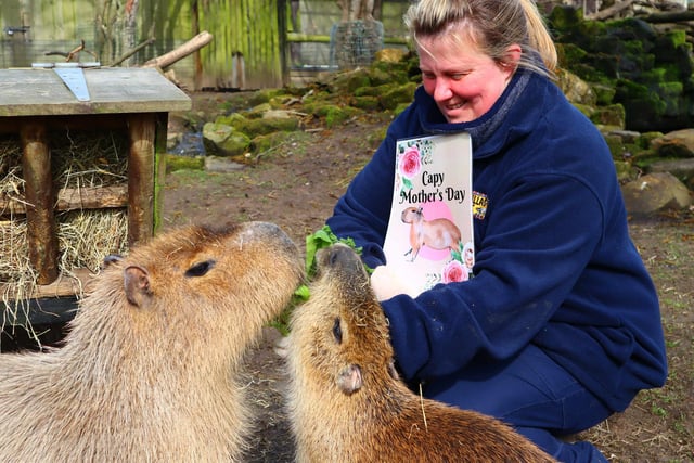 Mother's Day at Drusillas Park - Capybaras: Mum Clementine and baby Satsuma