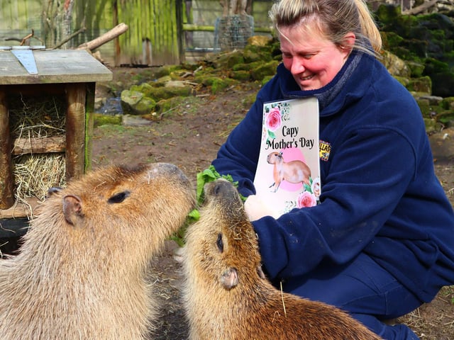 Mother's Day at Drusillas Park - Capybaras: Mum Clementine and baby Satsuma