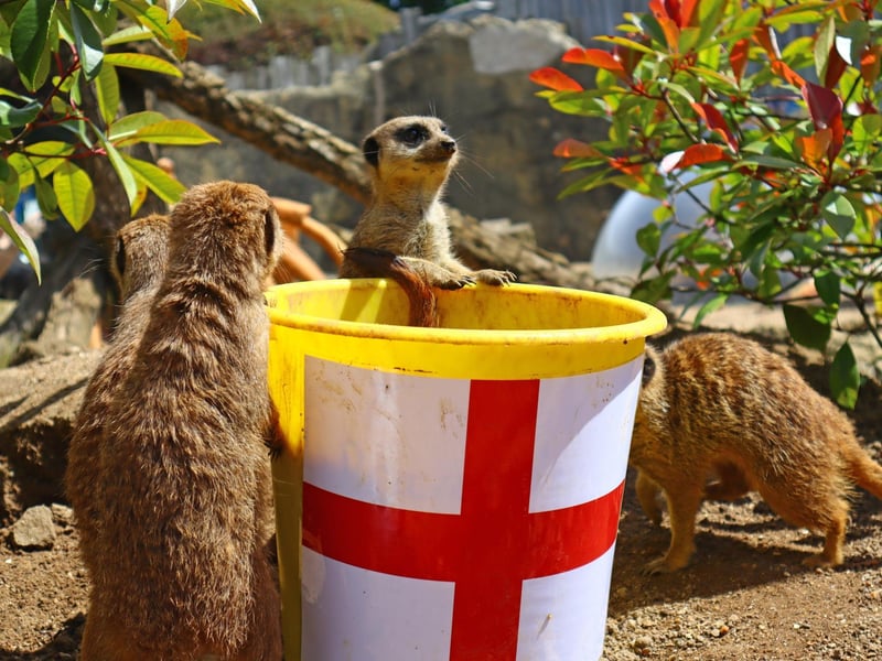 The meerkats favoured the England bucket