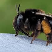 One of the rarest species of bee in the UK found at Seaford Head Nature Reserve. Photo: Sussex Wildlife Trust