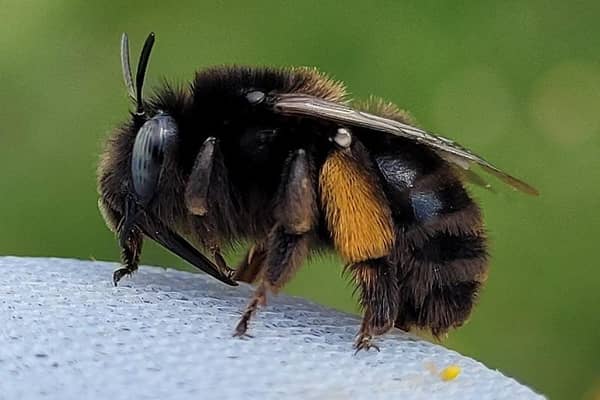 One of the rarest species of bee in the UK found at Seaford Head Nature Reserve. Photo: Sussex Wildlife Trust
