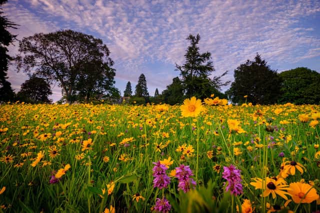 The fifth episode of Kew Gardens: A Year in Bloom will be on Channel 5 on Tuesday, August 23 (8pm) to show how Wakehurst in Ardingly created the American Prairie. Picture: Jim Holden/RBG Wakehurst.