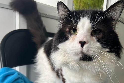 Seven year old Bandit is a big bundle of fluff and love! Wadars said he is very sweet natured and loves having as much attention as he can get. He loves his food and will be vocal for it, so he will not let you forget dinner time. The charity is looking for a home without other pets for Bandit.