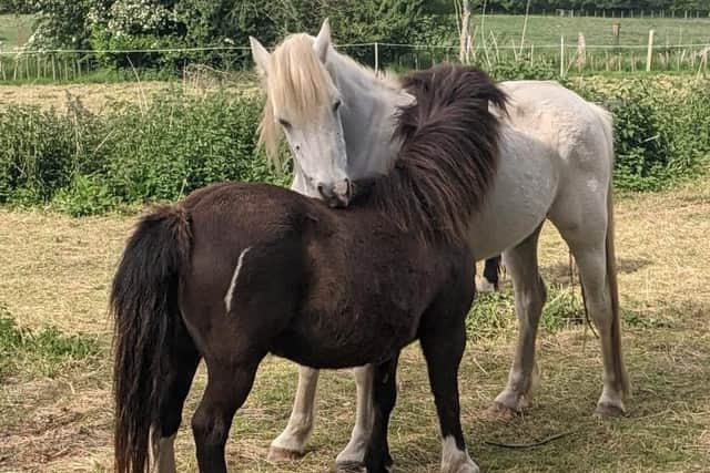 Equine Gentling has launched a land and fundraising appeal