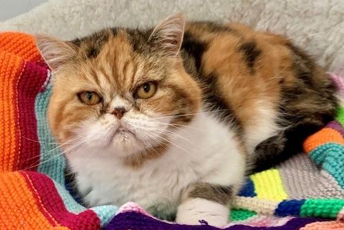 Wadars said all Lucy wants is a bit of love and attention. She is deaf but that doesn’t stop her meowing for her dinner! Due to her age and breed, she will need a little more TLC, and is looking for a quiet home with no children or other pets. She would like to have supervised outside access to a secure garden where she can laze around and sunbathe.