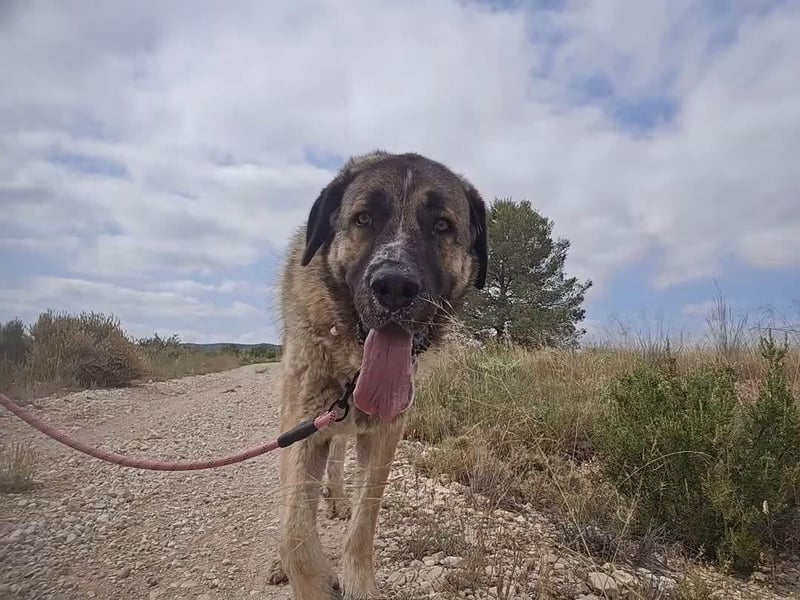 East Sussex woman set up fundraiser for pet rescue.