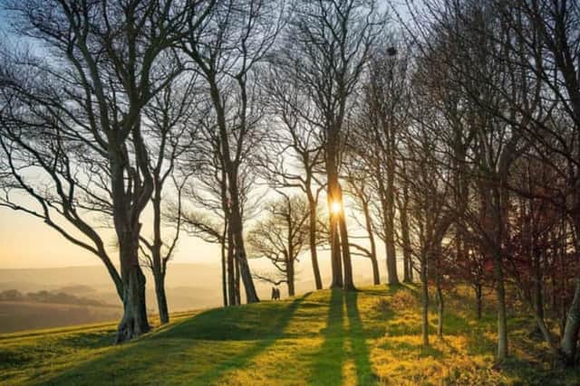 Chanctonbury Ring on The Downs by Tim Kahane