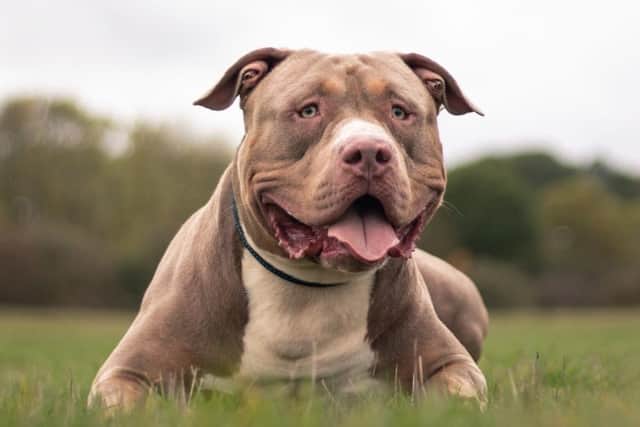 A warning over a change in the law has gone out from Horsham District Council to owners of XL Bully dogs. Photo contributed