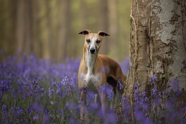 Bruno the Whippet