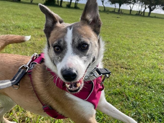 A rescue dog who spent nearly three years in kennels has found a loving home, after staff at a Sussex animal charity launched a daily TikTok campaign.