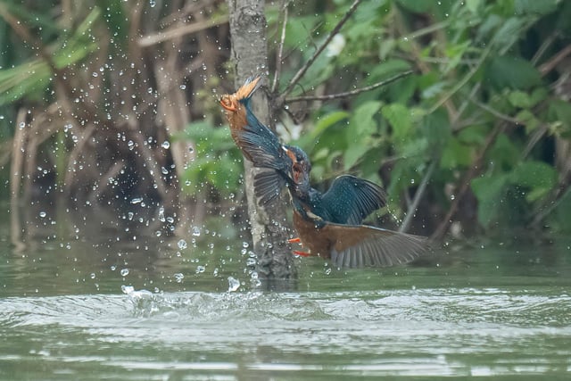 A territorial dispute between two male kingfishers captured by visitor Alec Pelling at WWT Arundel wetland Centre in West Sussex.