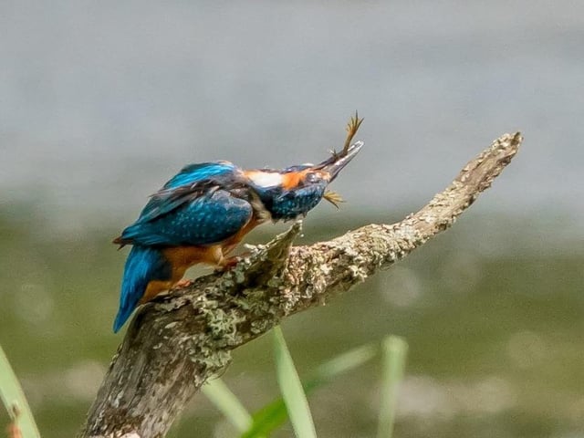 Kingfisher