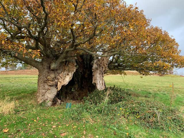 The Cowdray tree which, it is said, Queen Elizabeth I sheltered beneath from the rain while out hunting