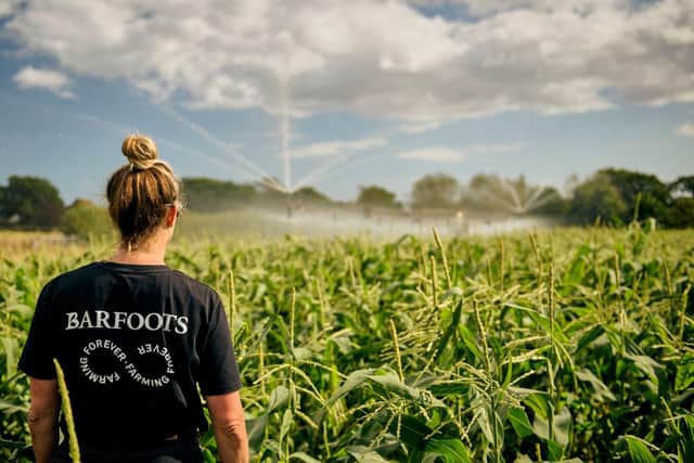 Barfoots sweetcorn irrigation
