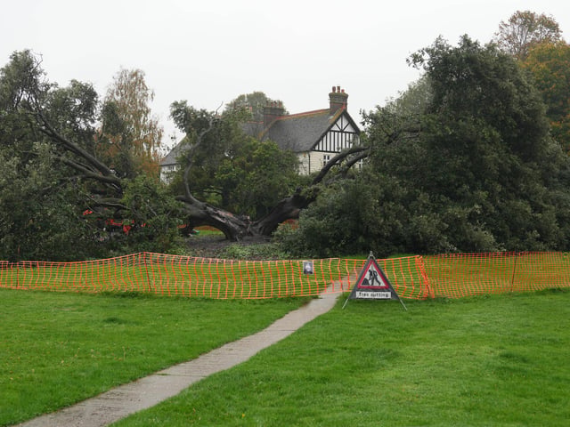Both halves of the tree on Ringmer village green being removed on Monday, October 14, 2024