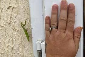 The Praying Mantis with Clare's hand for scale