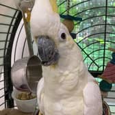 Billie is a female lesser sulphur-crested cockatoo. Picture: RSPCA