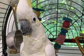 Billie is a female lesser sulphur-crested cockatoo. Picture: RSPCA