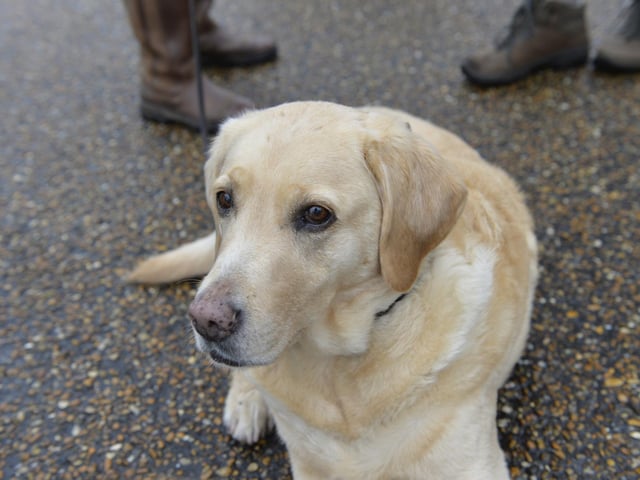 Dog Friendly Weekend (Photo by Jon Rigby)