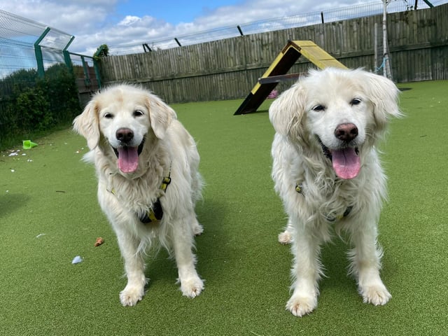 Goldie and Storm