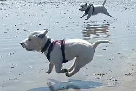 The third Littlehampton Westie Walk took place on Saturday, April 15, 2023, and the town welcomed 50 Westies to a beach walk at low tide - a huge success!