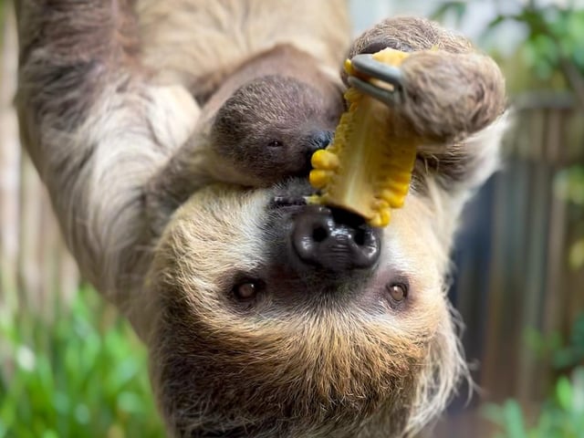 Baby sloth at Drusillas Park in East Sussex