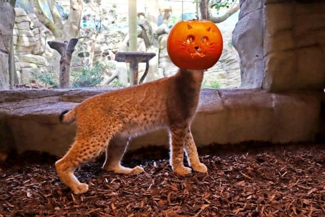 Red pandas, sloths, lynx, and armadillos were the stars of a Halloween-inspired photoshoot at a zoo in East Sussex. Picture: Drusillas