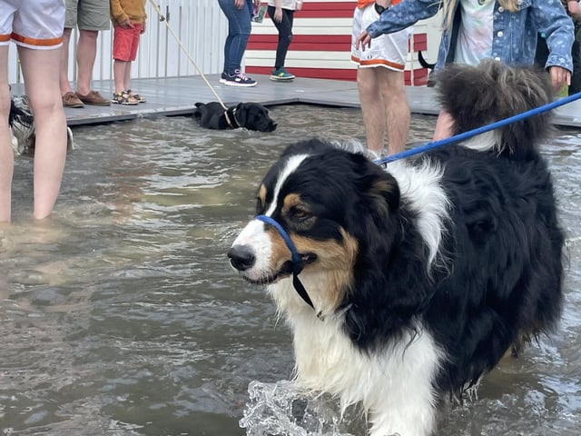 Another dog enjoys Fido's Lido.