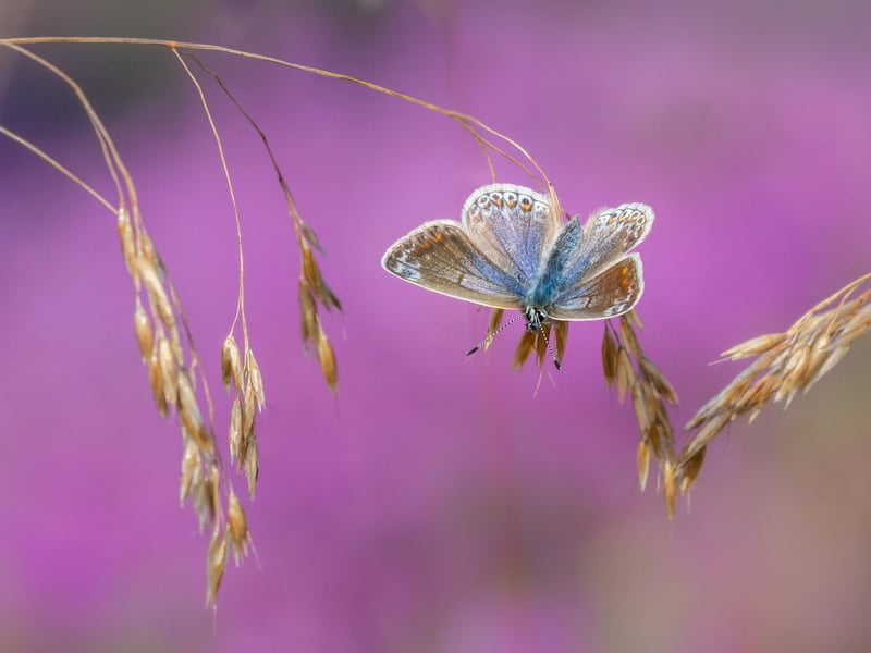 Common Blue Butterfly on Heather by Emma Varley - another highly commended submission