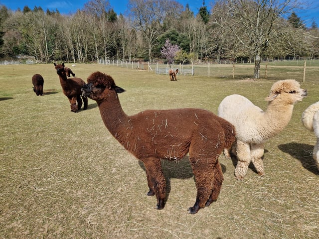Peta and Bruce Ives believe they were the first people in the world to offer alpaca walking to the public