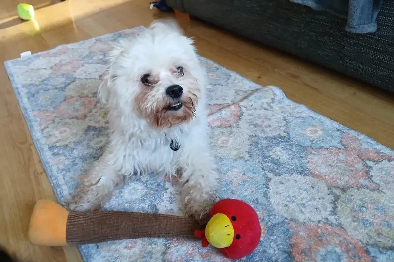 Meet Bruce, a sweet, independent Coton de Tulear, who likes to take life in his stride! He's happiest simply being close to his favourite humans, whether that's relaxing nearby after a walk or quietly keeping you company around the house. Friendly with new people and taking most new experiences in his stride, Bruce is an easy dog to enjoy spending time with and loves getting out for leisurely walks where he can follow his nose. He isn't especially interested in toys but is certainly motivated by his favourite treats and loves his food. Bruce will need patient owners who are willing to take grooming slowly and build positive associations, as he can find handling uncomfortable. With kindness, consistency and plenty of understanding, Bruce will offer loyalty, companionship and the pleasure of sharing life with a truly lovely little dog.