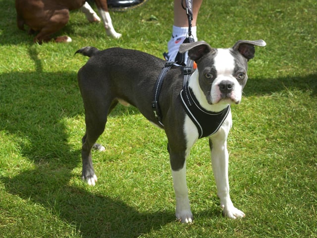 Bexhill Horse & Dog Show 2024.
