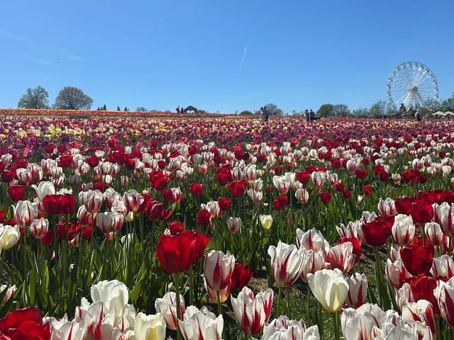 Tulleys Tulip Fest celebrates the arrival of spring with 1.5 million blooms in the fields